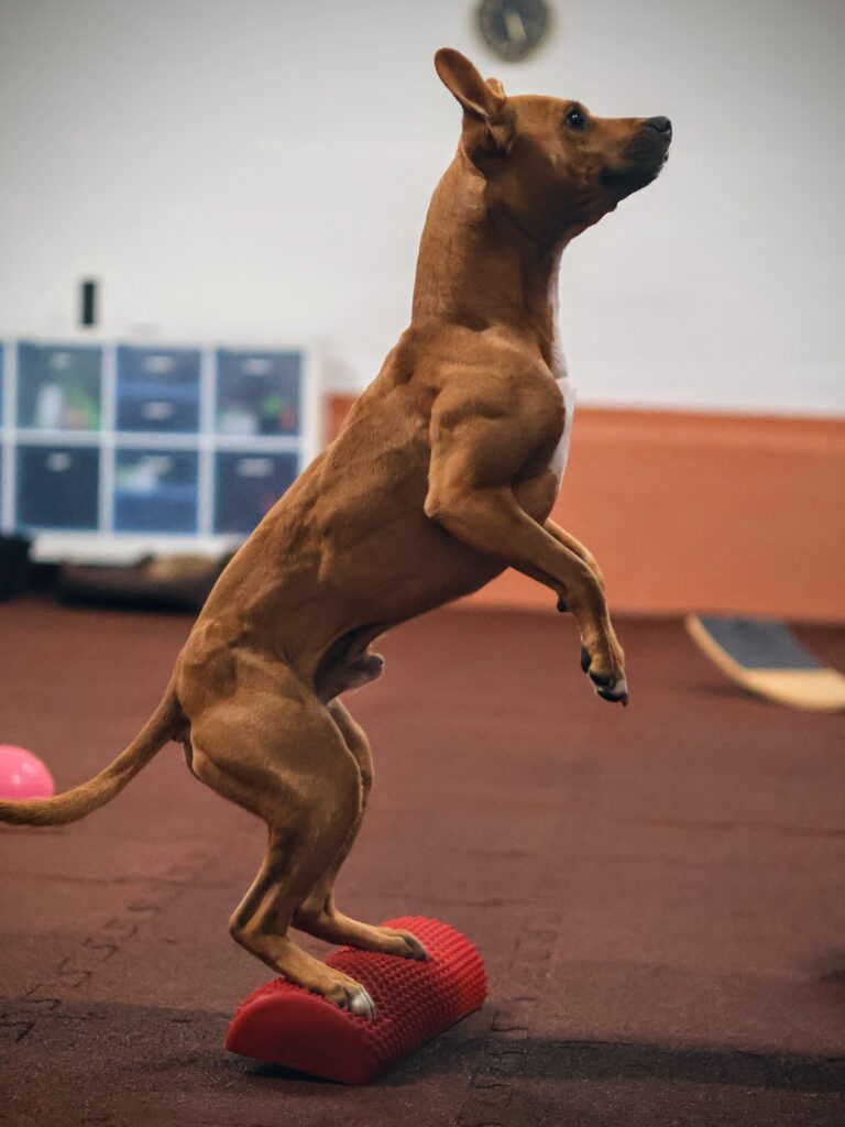 Sporthundetraining bei Hundeschule Elmdogs