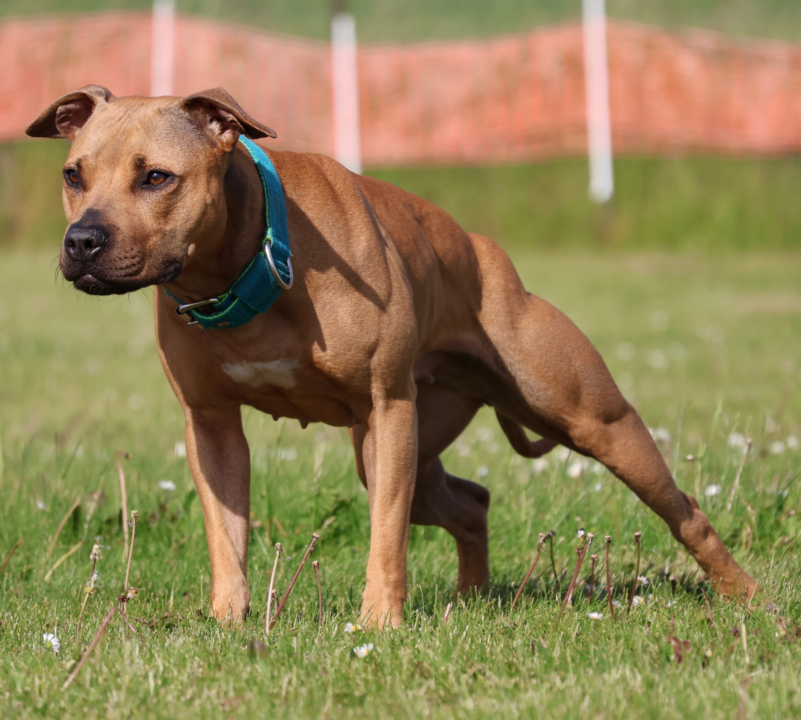 fokussierter athletischer Hund